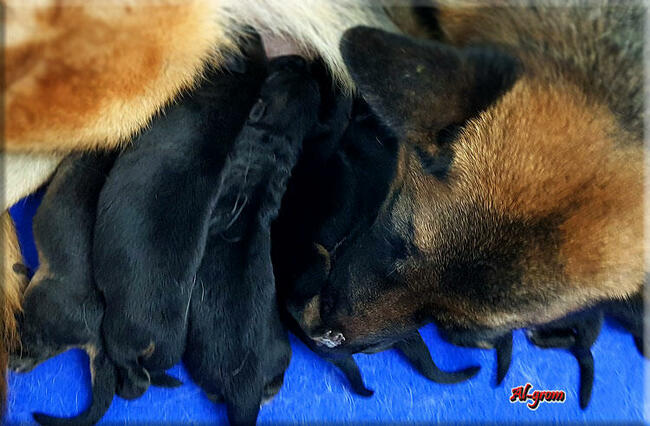 Owczarek Niemiecki szczenięta FCI