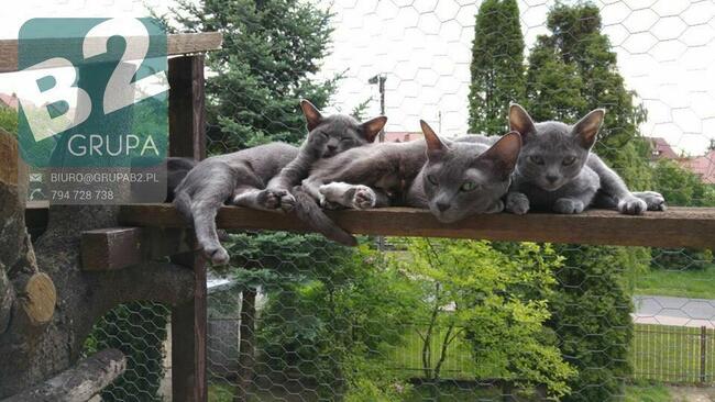 Siatka dla kota, siatka balkonowa, siatka na balkon