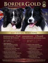 Border Collie-Unikalne szczenięta. Elitarna linia show.