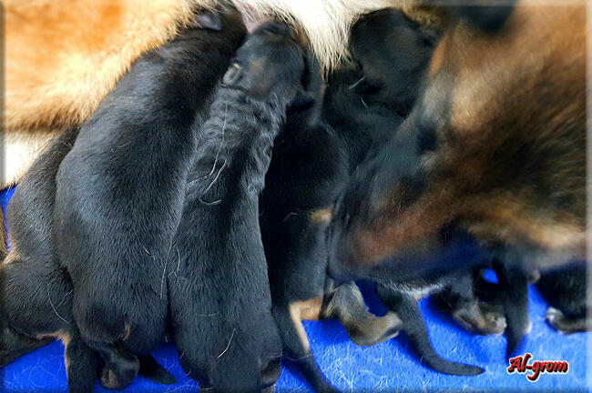 Owczarek Niemiecki szczenięta FCI