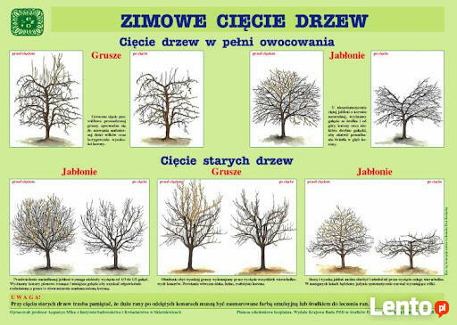 usługi ogrodnicze