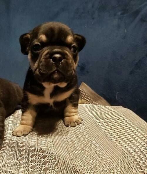 Buldog Francuski czarny, Black&tan, czarna