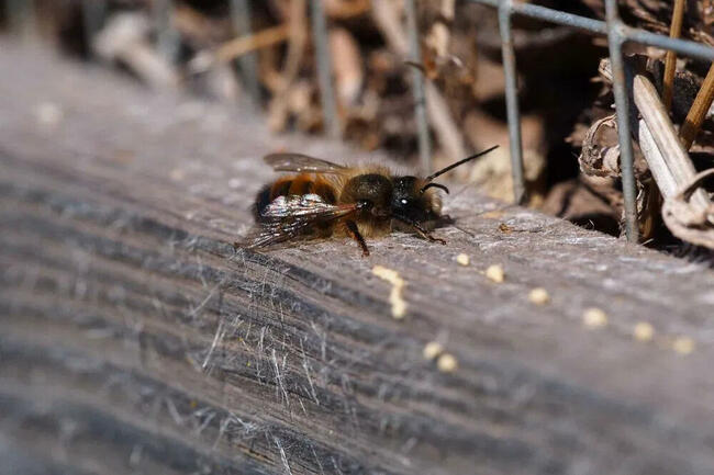 Pszczoła murarka ogrodowa - kokony