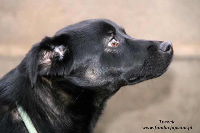 Toczek - nieśmiały pieseczek