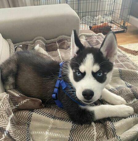 Słodkie i zabawne szczenięta husky syberyjskiego