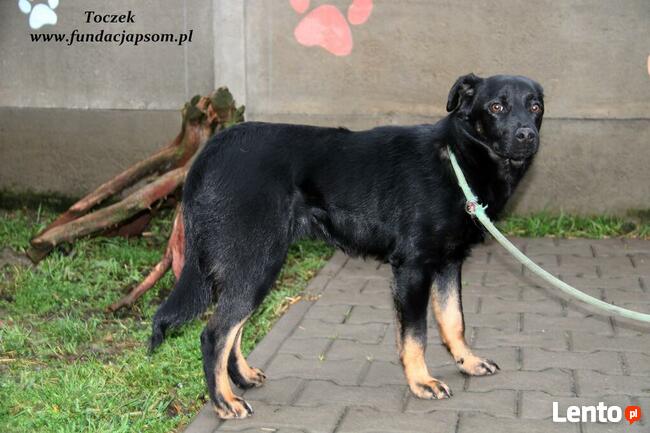 Toczek - nieśmiały pieseczek