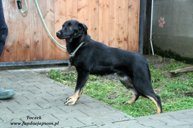 Toczek - nieśmiały pieseczek