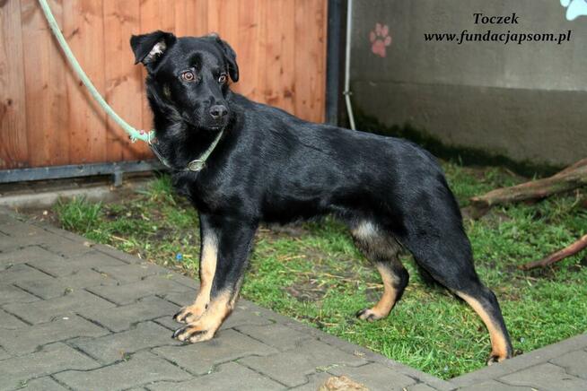 Toczek - nieśmiały pieseczek