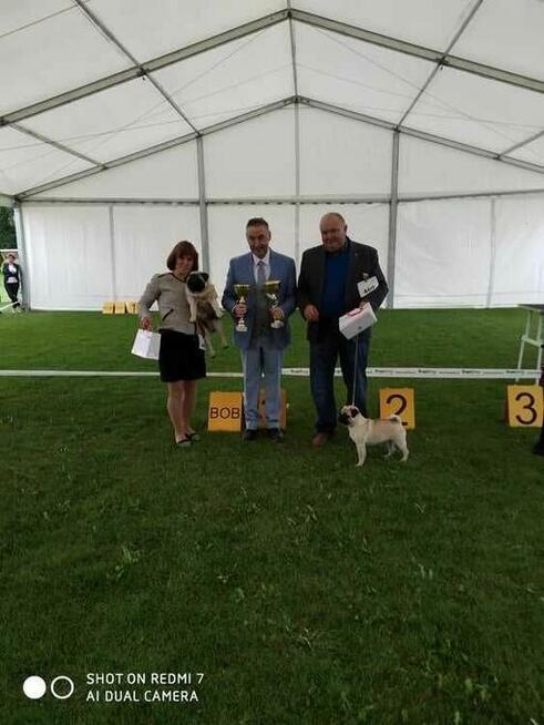 mops, mopsik ,mopsy prześliczne szczeniaczki ZKwP FCI