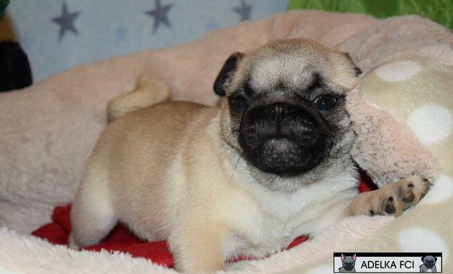mops, mopsik ,mopsy prześliczne szczeniaczki ZKwP FCI