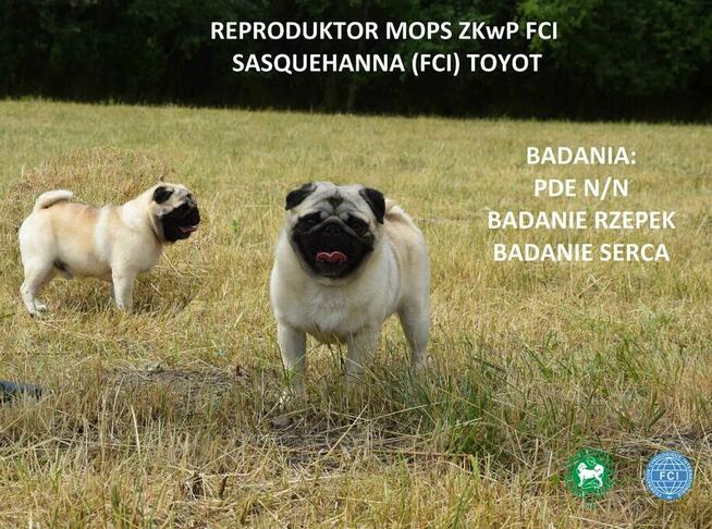 mops, mopsik ,mopsy prześliczne szczeniaczki ZKwP FCI
