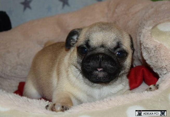 mops, mopsik ,mopsy prześliczne szczeniaczki ZKwP FCI