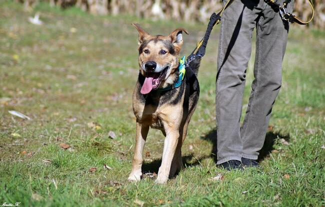 Kubuś czeka na dobry dom