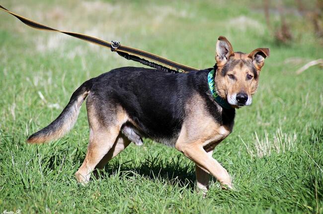 Kubuś czeka na dobry dom