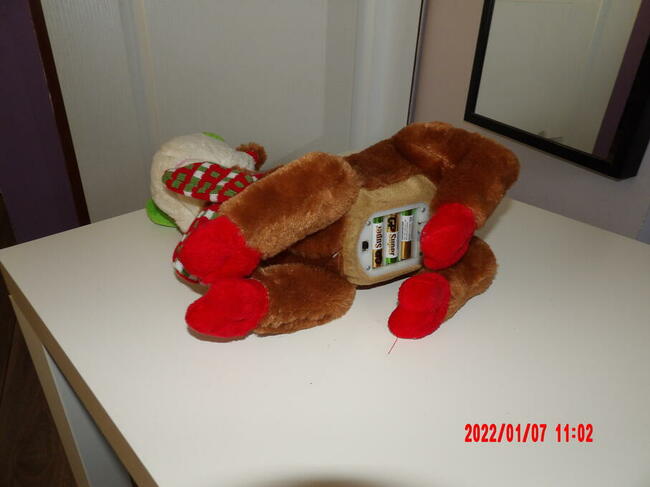 Renifer śpiewający i wydający odgłosy