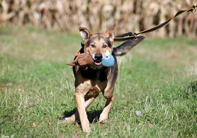 Kubuś czeka na dobry dom