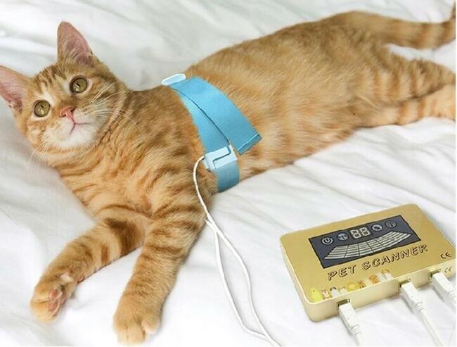 Analizator Zdrowia dla Zwierząt - Psy Koty