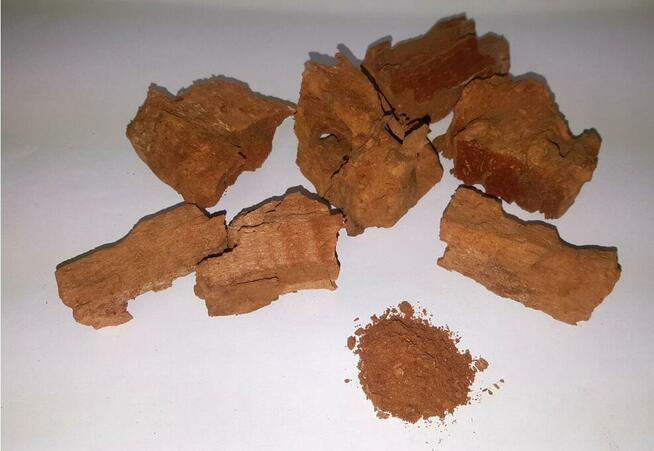 Próchno drewna drzew liściastych pszczół chrząszczy