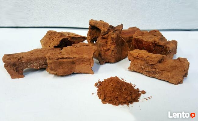 Próchno drewna drzew liściastych pszczół chrząszczy