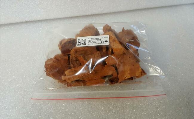 Próchno drewna drzew liściastych pszczół chrząszczy