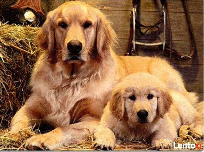 Obrazy z diamencików