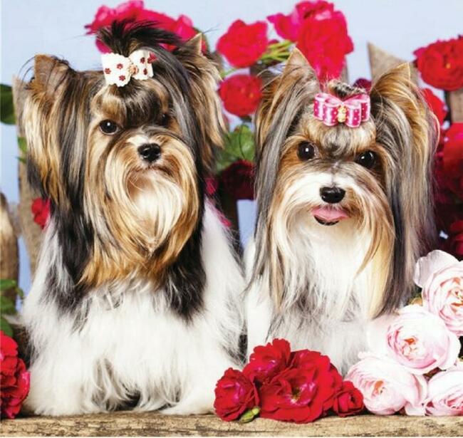 Obrazy z diamencików