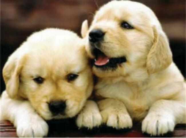 Obrazy z diamencików