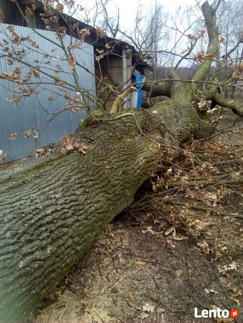 Wycinka przycinka podcinka drzew trudnych metodą alpinistycz