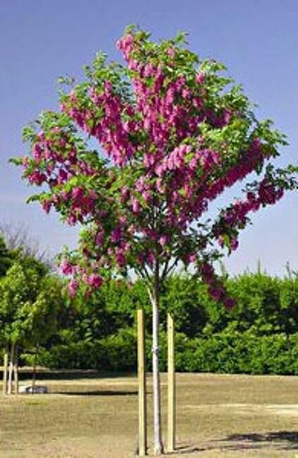 Akacja Robinia na pniu szczepiona miododaj orginał