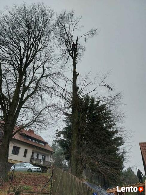 Wycinka przycinka podcinka drzew trudnych metodą alpinistycz