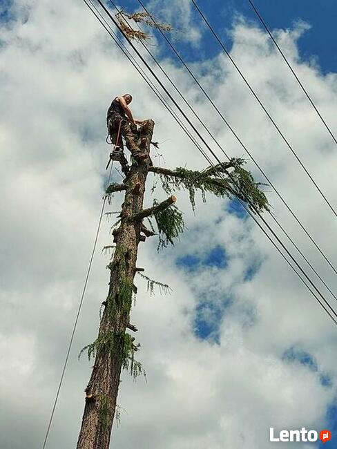 Wycinka przycinka podcinka drzew trudnych metodą alpinistycz