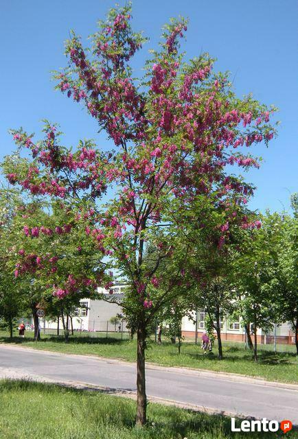 Akacja Robinia na pniu szczepiona miododaj orginał