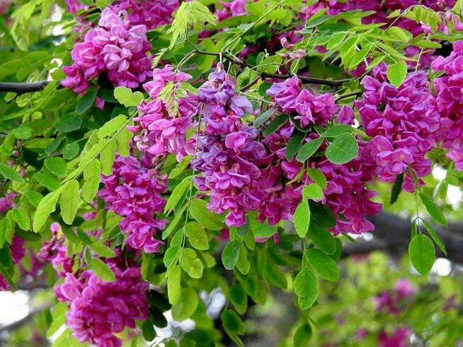 Akacja Robinia na pniu szczepiona miododaj orginał