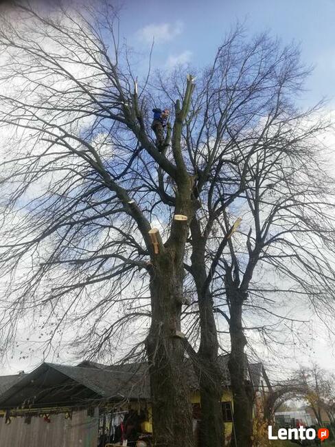 Wycinka przycinka podcinka drzew trudnych metodą alpinistycz