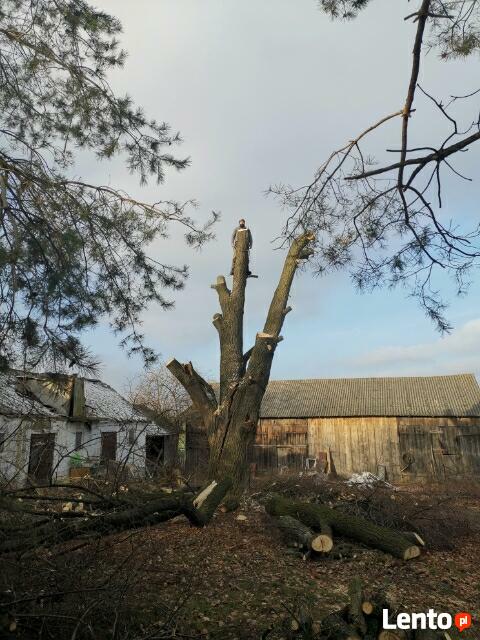 Wycinka przycinka podcinka drzew trudnych metodą alpinistycz