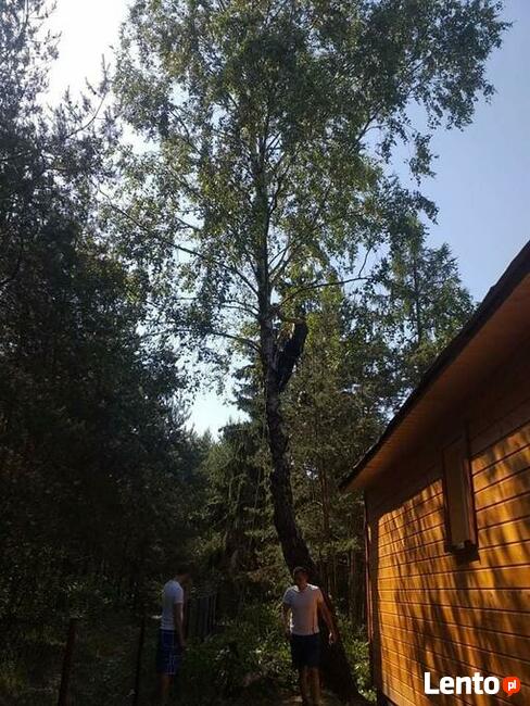 Wycinka przycinka podcinka drzew trudnych metodą alpinistycz
