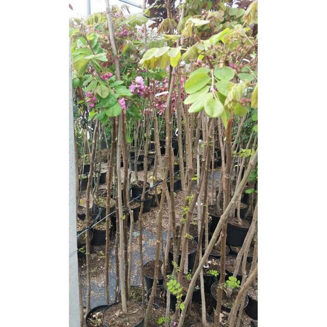 Akacja Robinia na pniu szczepiona miododaj orginał