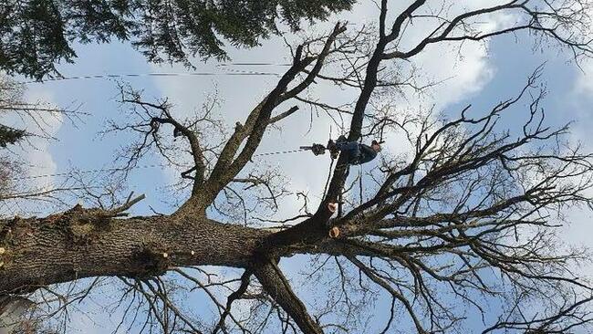 Wycinka przycinka podcinka drzew trudnych metodą alpinistycz