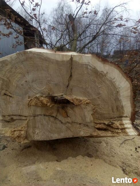 Wycinka przycinka podcinka drzew trudnych metodą alpinistycz