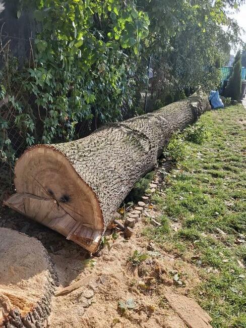 Wycinka przycinka podcinka drzew trudnych metodą alpinistycz