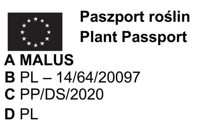 JABŁOŃ PAPIERÓWKA WCZESNA ODMIANA NISKOPIENNA