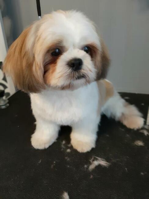 Groomer, Salon pielęgnacji psów, Psi fryzjer