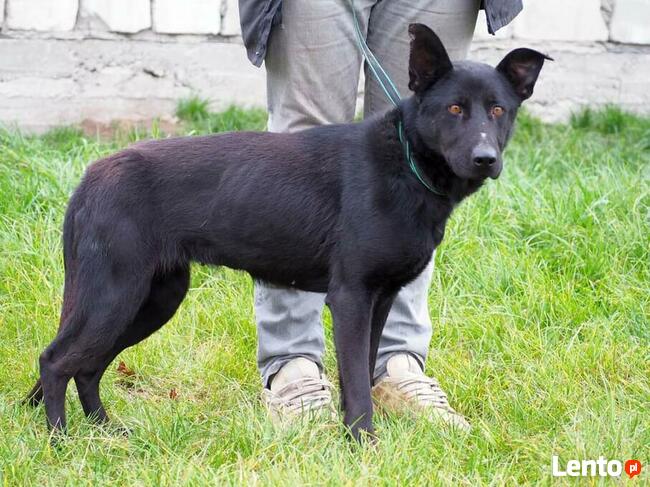 Cudowna proludzka sunia szuka PILNIE dobrego domu z ogrodem