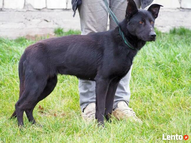 Cudowna proludzka sunia szuka PILNIE dobrego domu z ogrodem