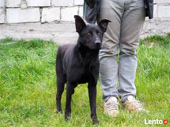 Cudowna proludzka sunia szuka PILNIE dobrego domu z ogrodem