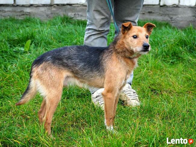 IGNAŚ kochany proludzki psiak BŁAGA o kochający domek