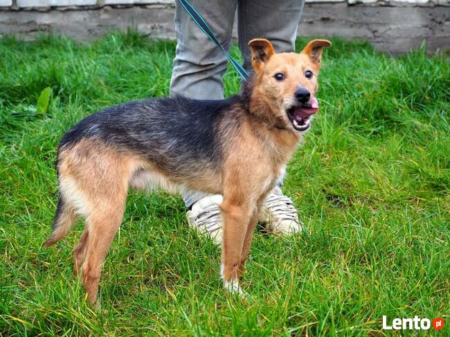 IGNAŚ kochany proludzki psiak BŁAGA o kochający domek