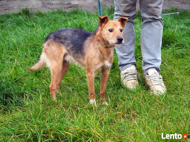 IGNAŚ kochany proludzki psiak BŁAGA o kochający domek
