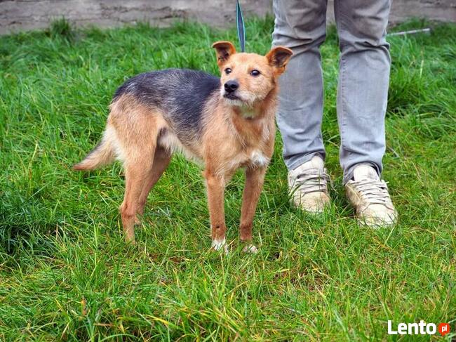 Starszy niewidomy psiak kochający ludzi szuka PILNIE domu