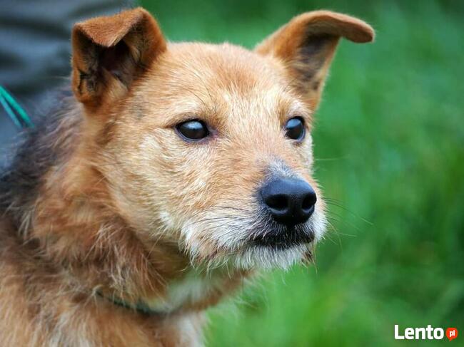 Starszy niewidomy psiak kochający ludzi szuka PILNIE domu